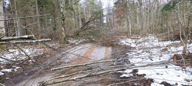 Zniszczenia na terenie Nadleśnictwa Hajnówka/ Leśnictwo Topiło