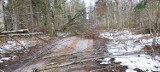 Opady śniegu i silny wiatr poczyniły spustoszenie. Leśnicy sprzątają leśne drogi