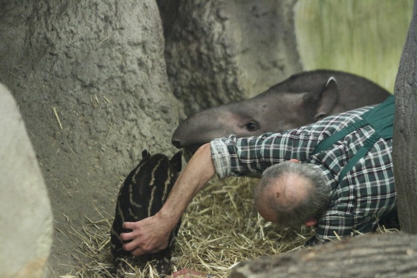 Niedługo ZOO ogłosi konkurs na imię dla nowego członka...