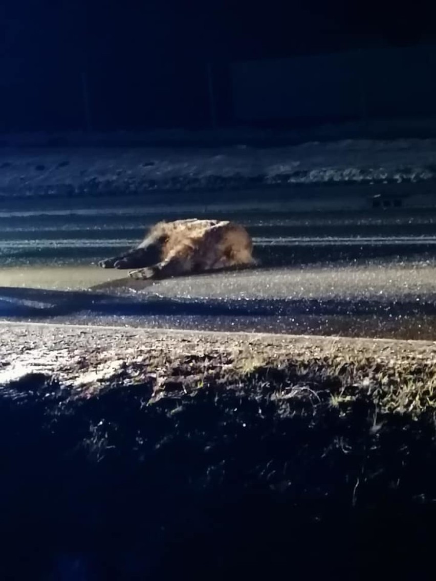 Do zderzenia z dzikiem doszło na ulicy Bogumińskiej