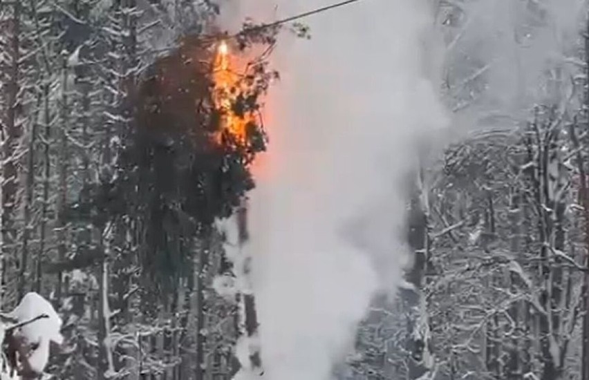 Pożar drzewa przy linii energetycznej pod Opolem.