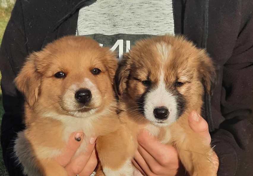Psy do adopcji w Tymiankach-Buciach. Szczeniaki pilnie szukają domu