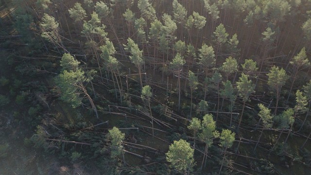 Nadleśnictwa apelują o rozwagę i pozostanie w domach. Wiatr nadal powodować może realne zagrożenia.