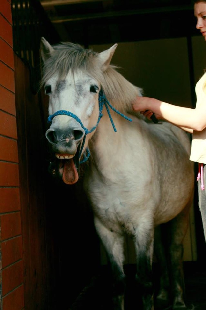 Konie ze stajni w Krupach zostały otrute? Są wyniki badań 