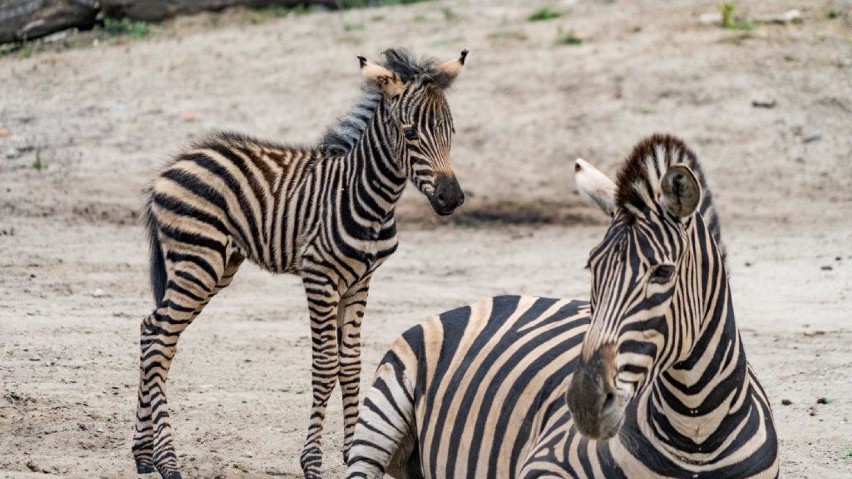 Oto Beza i Borówka, które urodziły się we wrocławskim zoo. Zobaczcie te słodziaki!