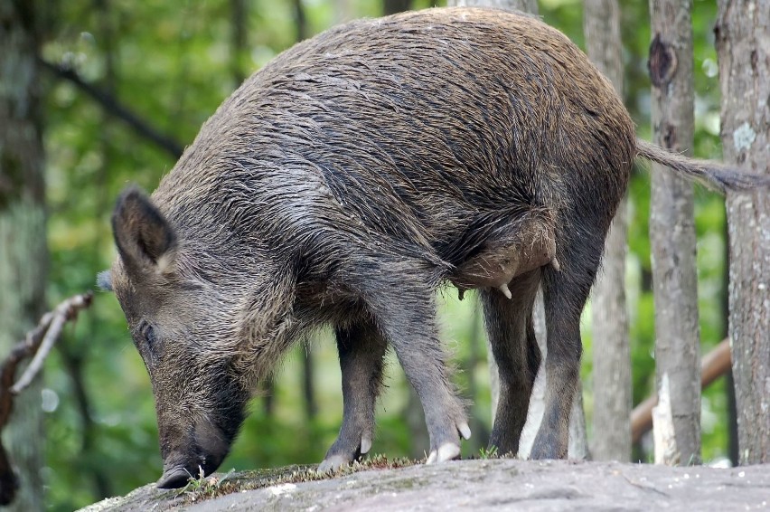 Wirus ASF, czyli afrykański pomór świń, został potwierdzony...