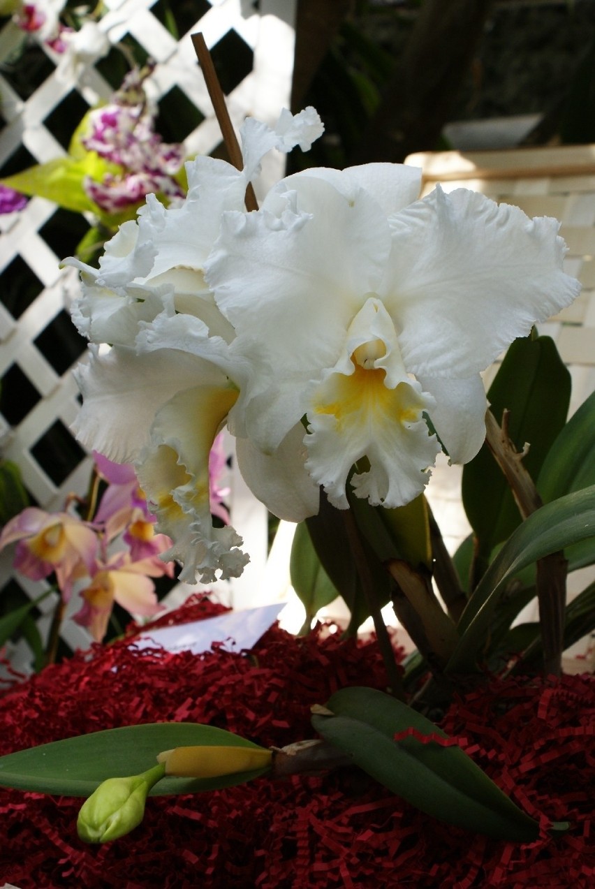 Wystawa orchidei w sosnowieckim Egzotarium 18 i 19 kwietnia