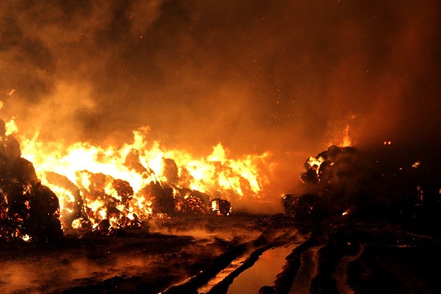 Ogromny pożar w Bedoniu pod Łodzią. Ktoś prawdopodobnie podpalił bele słomy, składowane na terenie zakładów mięsnych Zbyszko