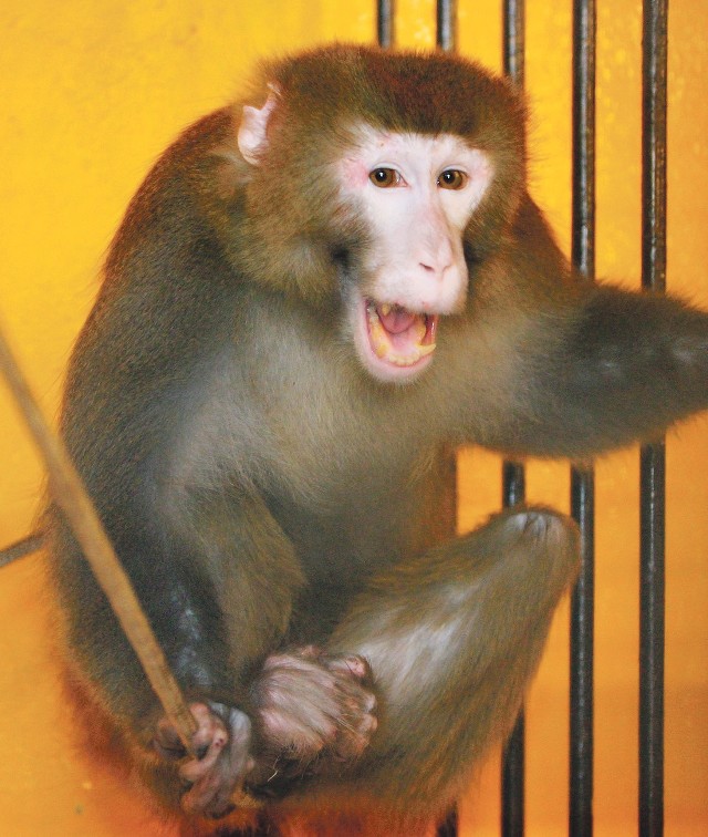 Rezus - małpa, którą uwolniono z laboratorium