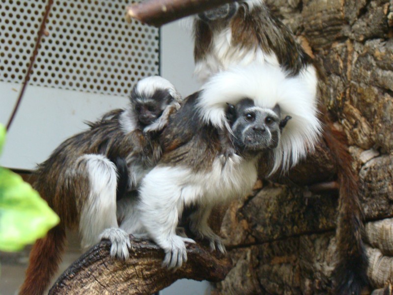 Narodziny w Śląskim Ogrodzie Zoologicznym: Urodziły się trzy małpki