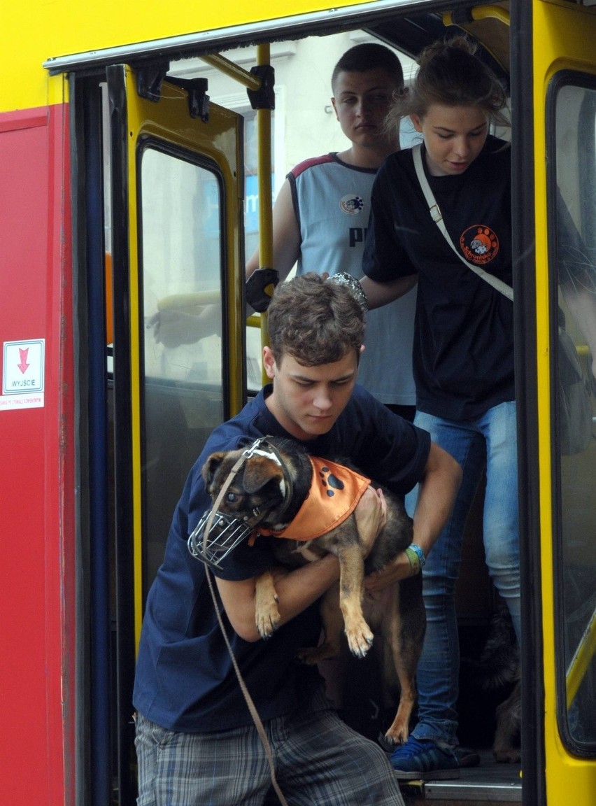 Adoptuj psa: Zobacz ZDJĘCIA i WIDEO z psiej parady