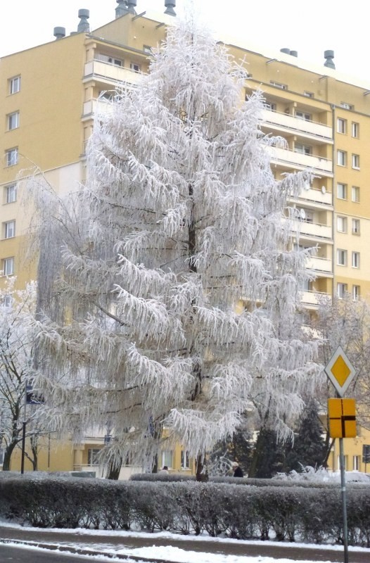 Zima w Poznaniu potrafi być przepiękna. Zobaczcie niezwykłe zdjęcia! [GALERIA]