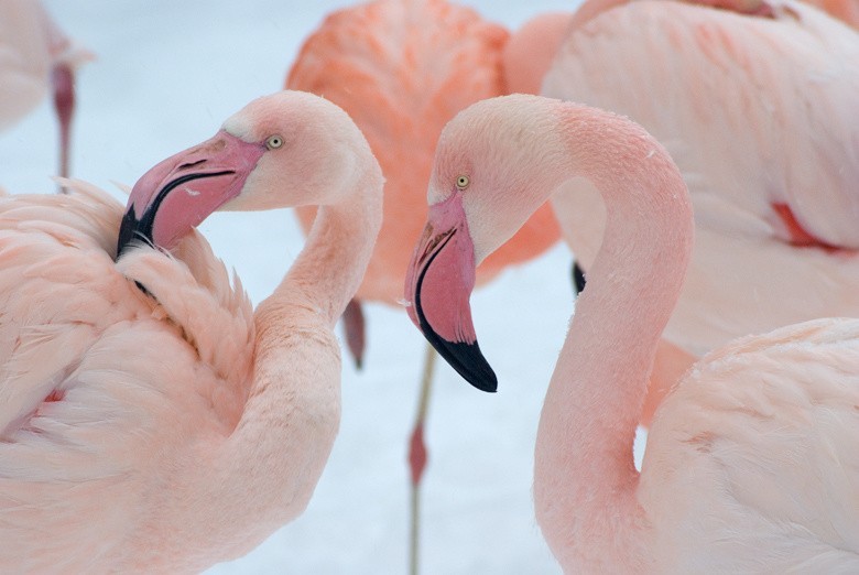 Flamingi różowe