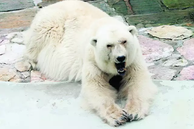 W dokumentach była Tuyą, a pracownicy zoo nazwali ją Śnieżka. Przeżyła 31 lat