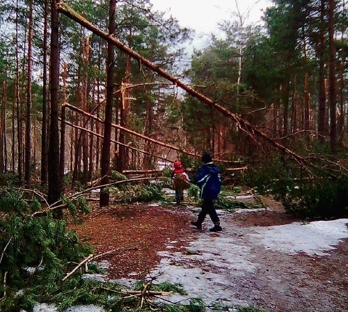 Połamane drzewa tarasują drogę do Góry Birów w Podzamczu