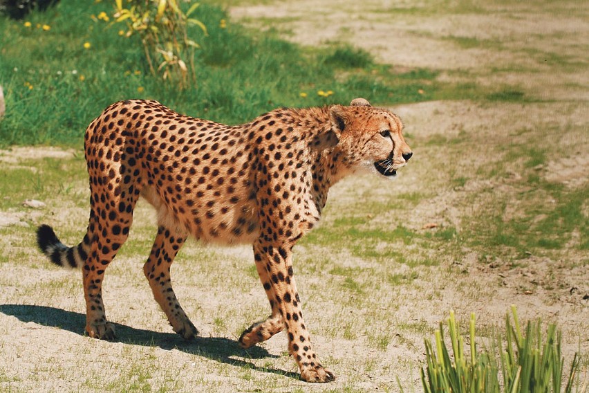 Gepard - należy do najszybciej biegających zwierząt.  Jest...