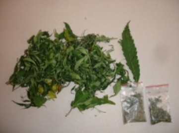 Łęczna: Policja znalazła świeżą marihuanę u 21-latka