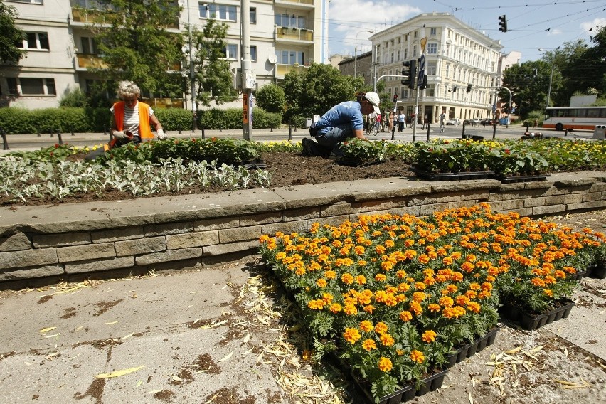 Wrocław: Sadzą nowe kwiaty na Starym Mieście (ZDJĘCIA)
