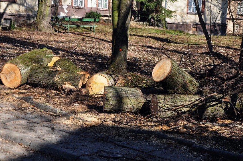 Kraków: wycinają martwe drzewa przy szpitalu Babińskiego [ZDJĘCIA]