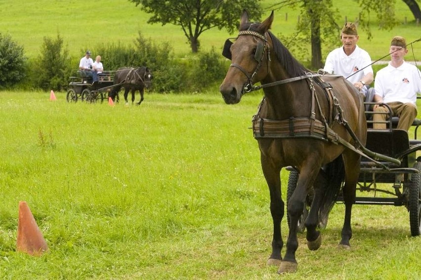 Książ: Próba dzielności koni. ZDJĘCIA