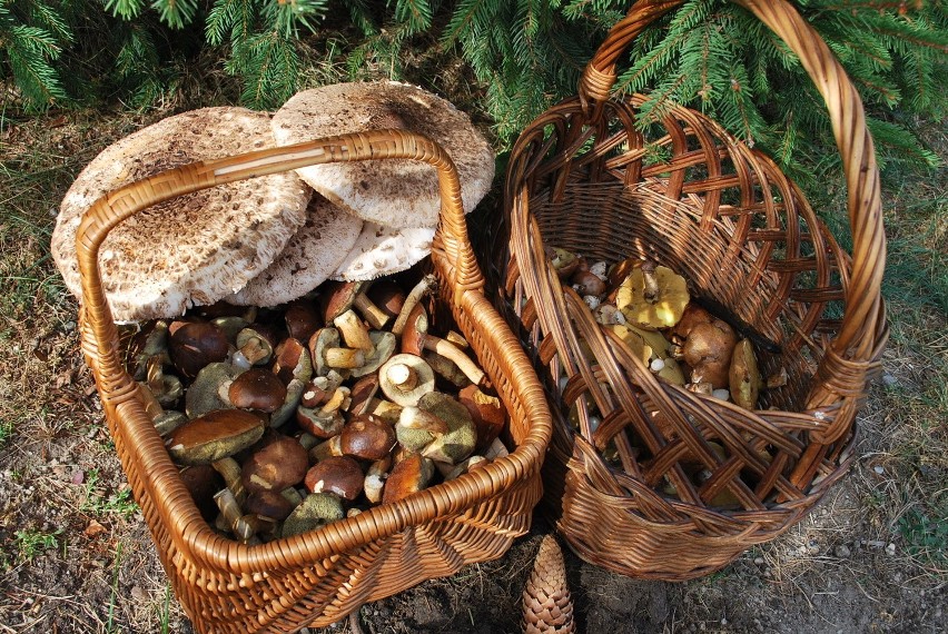 Pełne kosze grzybów na Dolnym Ślasku! Nasi Czytelnicy zdradzają najlepsze miejsca (ZDJĘCIA)