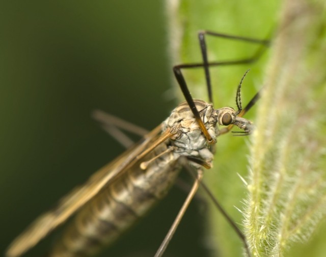 Ukąszenia komarów mogą być groźne dla osób uczulonych.