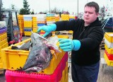 Pomorze: Za mało centrów sprzedaży ryb