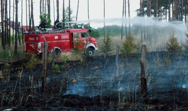 Pożar lasu w okolicach Koszyc pod Piłą gasiło  70 strażaków