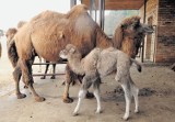 Poznań: W Nowym Zoo można oglądać... wielbłądzią księżniczkę 