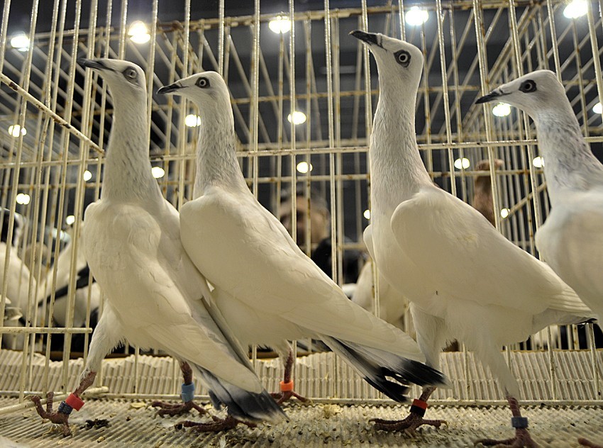 Wystawa gołębi w gdańskim AmberExpo [ZDJĘCIA]