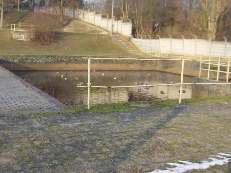 Poznań: Kaczki nie zmarzną! Znalazły sobie podgrzewany zbiornik w siedzibie Aquanetu