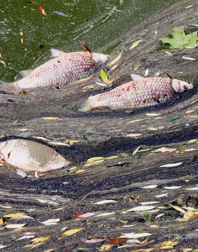 Tuż przy brzegu Zalewu Nowohuckiego, na powierzchni wody widać martwe karasie