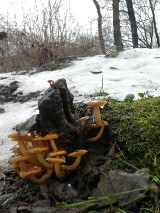 Ogród Saski: pierwsze grzyby w nowym roku