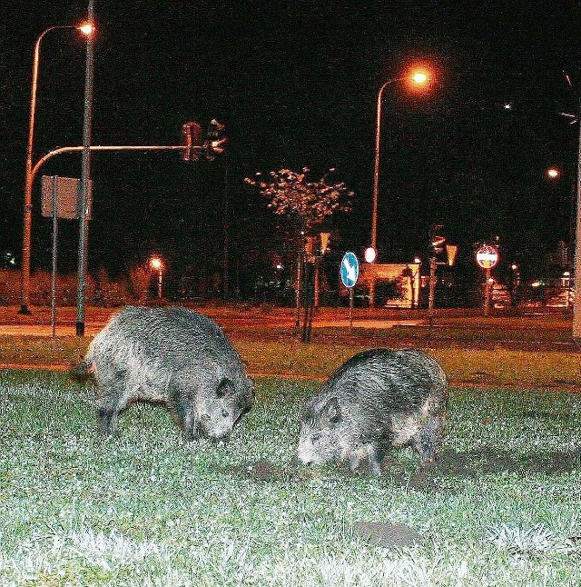 Trójmiasto staje się rajem dla dzików