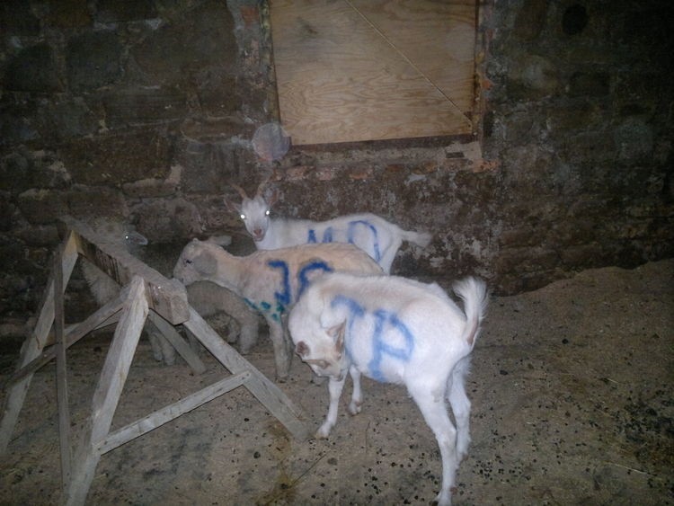 Awantura w Bukowinie - niebieskie kozy i owce z napisami &quot;MO&quot; [ZDJĘCIA]