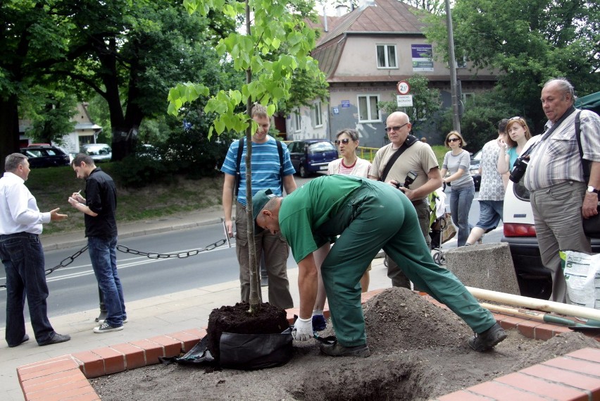 Drzewo radiowej Trójki rośnie już w Lublinie (ZDJĘCIA)