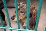 Kraków: fałszywi wolontariusze zbierają pieniądze na zwierzęta