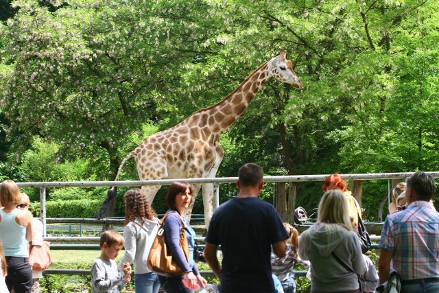 Po ataku chuliganów w zoo padły dwie żyrafy, został tylko samiec.