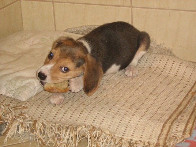 Cino beagle