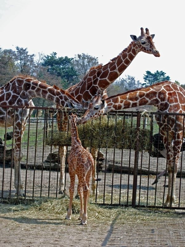 Wrocław: W zoo urodziła się żyrafa (ZDJĘCIA)