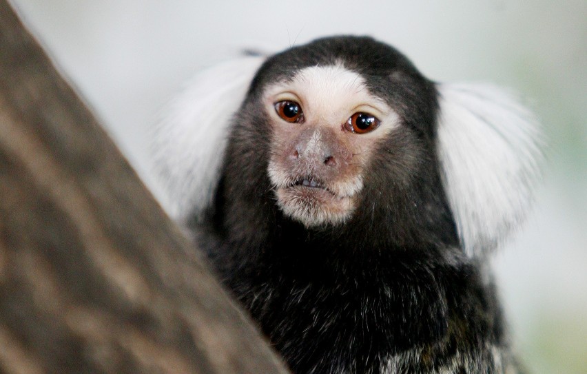 Sześć małpek z wrocławskiego zoo nie żyje. Winni są ludzie?