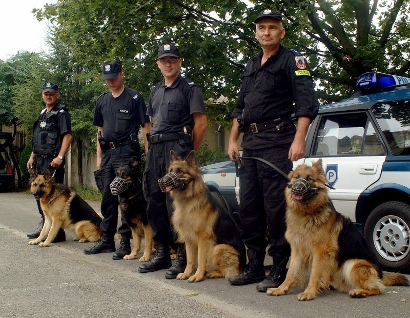 Psy policyjne po zakończeniu służby zwykle są przygarniane...