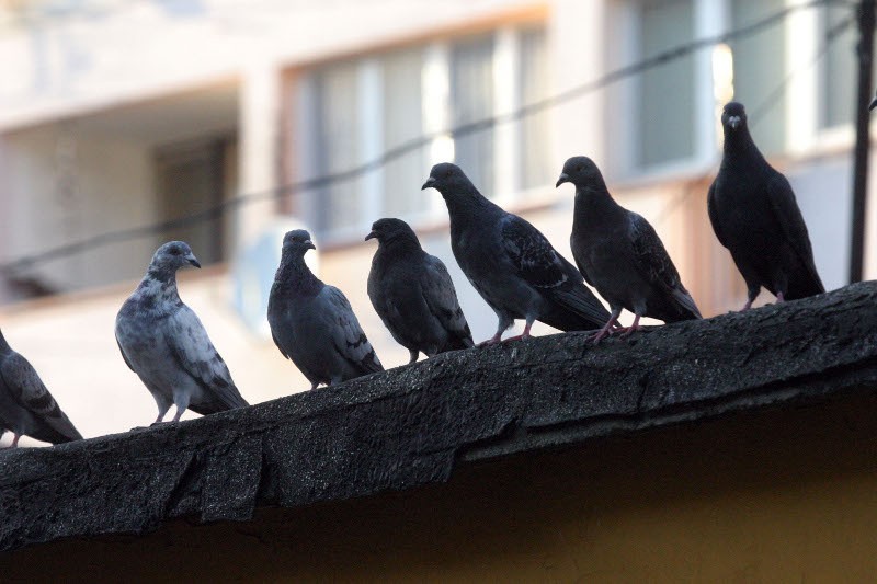 Trzeba wypędzić gołębie z miast | Gazeta Wrocławska