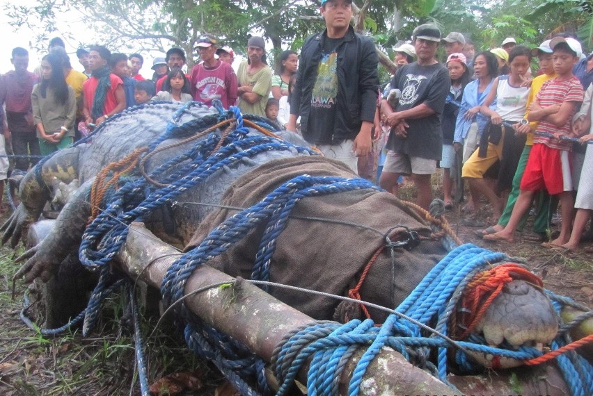 Na Filipinach schwytano gigantycznego krokodyla. Ma ponad 6 m długości i waży tonę (ZDJĘCIA)