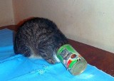 Poznań: Znaleźli kota z puszką na głowie