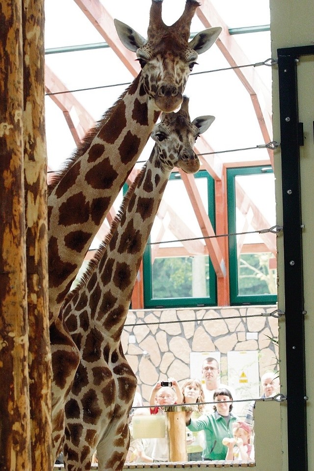 Żyrafa - zwierzę wysokie - przyciągnąć może pioruny