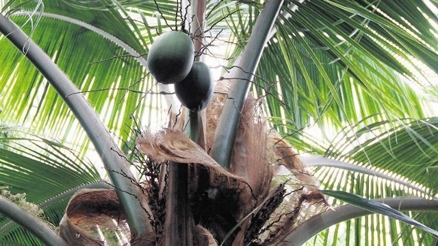 W pawilonie numer 7 owocuje teraz palma kokosowa