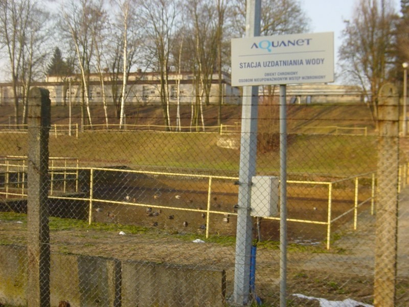 Poznań: Kaczki nie zmarzną! Znalazły sobie podgrzewany zbiornik w siedzibie Aquanetu