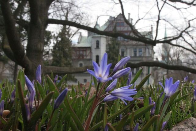 W łódzkich parkach ogrodnicy posadzą 55 tys. kwiatów.