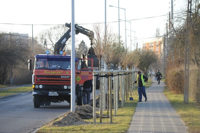 Białe robinie na Sarmackiej [ZDJECIA]